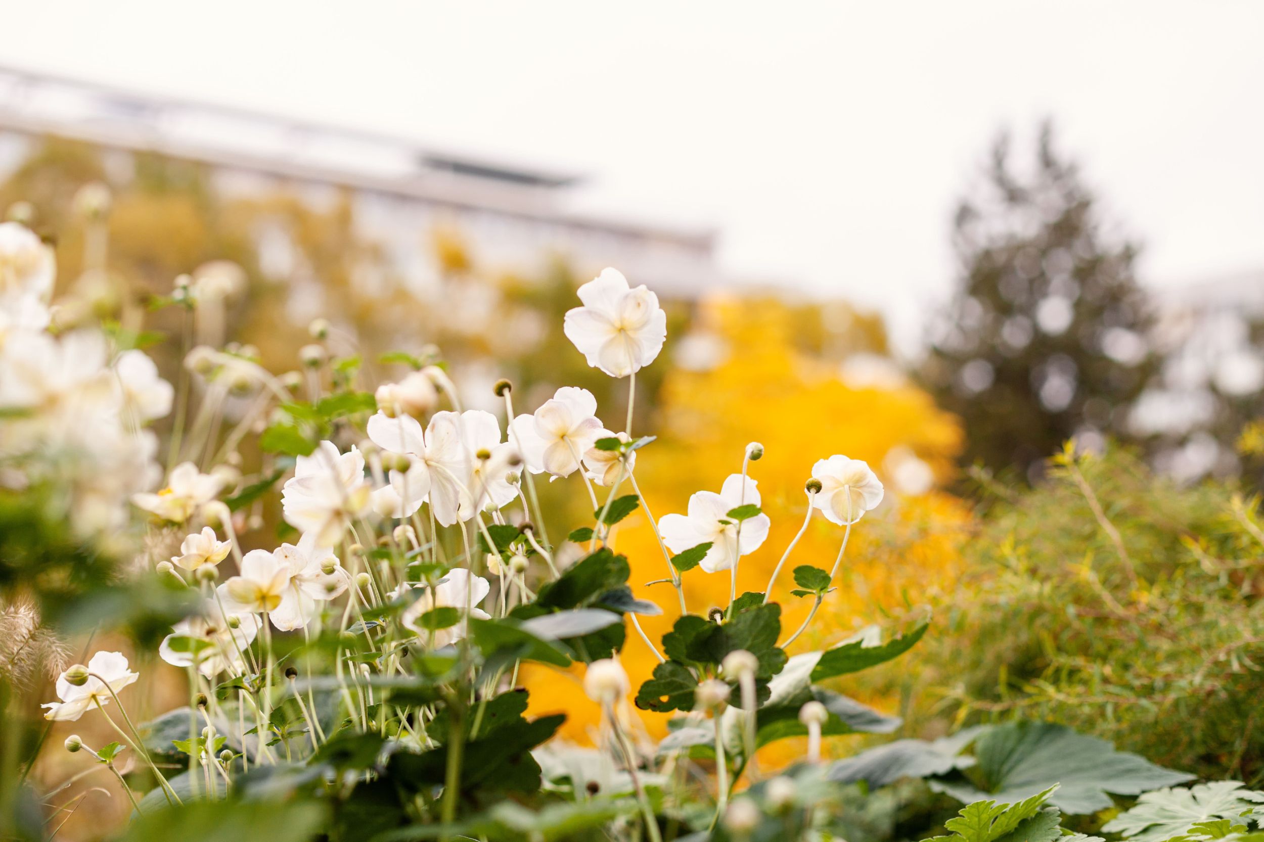 Wiese mit weissen Blumen